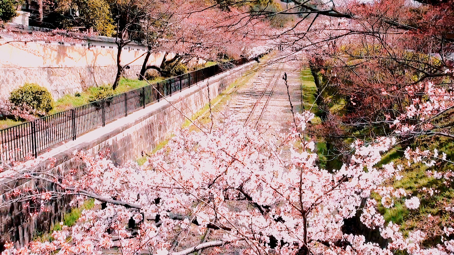 日本京都穷游记