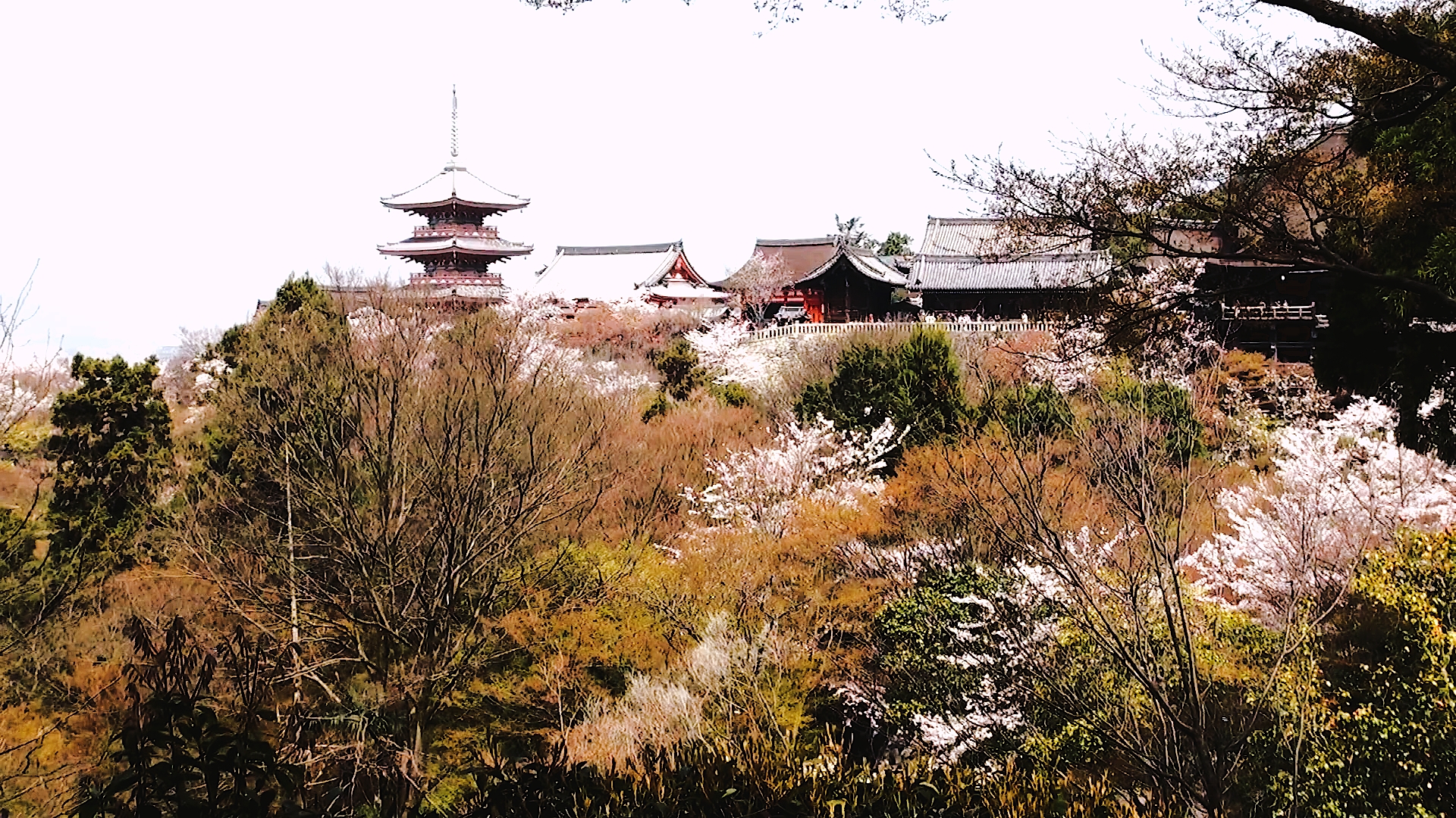 日本京都穷游记