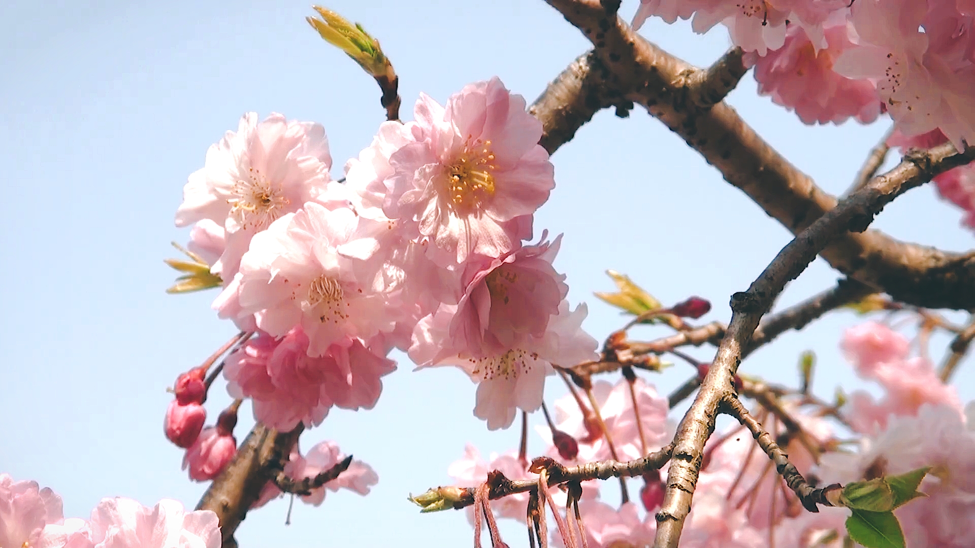 日本京都穷游记